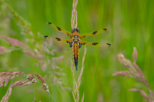 libellula quadrimaculata la libellule a 4 taches libellula quadrimaculata la libellule a 4 taches
