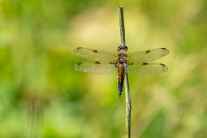 libellula quadrimaculata la libellule a 4 taches libellula quadrimaculata la libellule a 4 taches