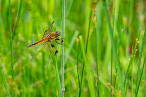 libellula quadrimaculata forme praenubila libellula quadrimaculata forme praenubila