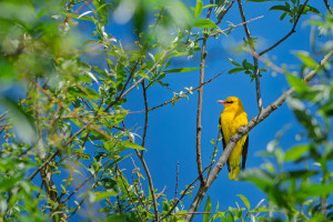 oriolus oriolus loriot d europe male oriolus oriolus loriot d europe male