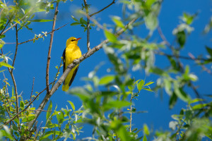 oriolus oriolus loriot d europe male oriolus oriolus loriot d europe male