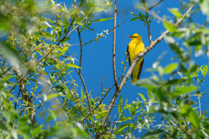 oriolus oriolus loriot d europe male oriolus oriolus loriot d europe male