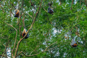 pteropus niger roussette de maurice 10 pteropus niger roussette de maurice 10