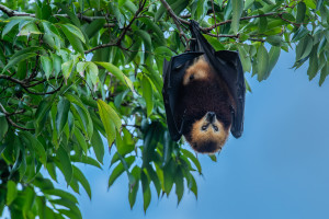 pteropus niger roussette de maurice pteropus niger roussette de maurice