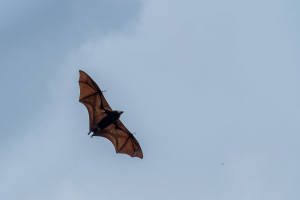 pteropus niger roussette de maurice 11 pteropus niger roussette de maurice 11