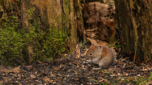 myodes glareolus campagnol roussatre myodes glareolus campagnol roussatre