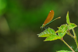 calopteryx virgo subsp. virgo le calopteryx vierge femelle calopteryx virgo subsp. virgo le calopteryx vierge femelle