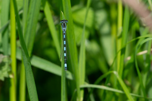 coenagrion mercuriale l agrion de mercure male coenagrion mercuriale l agrion de mercure male