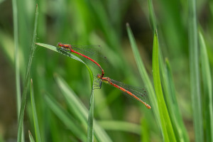 pyrrhosoma nymphula la petite nymphe au corps de feu tandem pyrrhosoma nymphula la petite nymphe au corps de feu tandem
