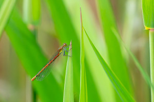 pyrrhosoma nymphula la petite nymphe au corps de feu femelle pyrrhosoma nymphula la petite nymphe au corps de feu femelle