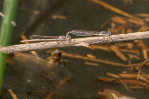 sympecma fusca le leste brun tandem sympecma fusca le leste brun tandem
