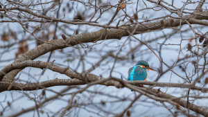 alcedo atthis martin pecheur d europe femelle alcedo atthis martin pecheur d europe femelle