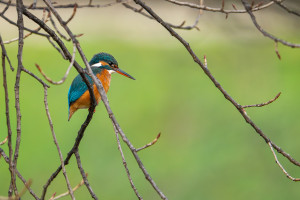 alcedo atthis martin pecheur d europe femelle alcedo atthis martin pecheur d europe femelle