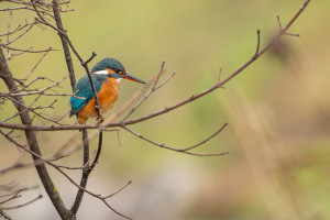 alcedo atthis martin pecheur d europe femelle alcedo atthis martin pecheur d europe femelle