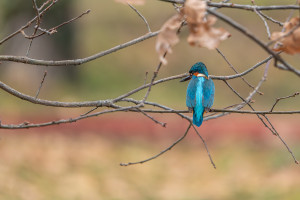 alcedo atthis martin pecheur d europe male alcedo atthis martin pecheur d europe male