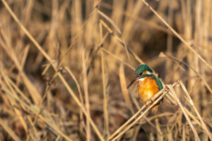 alcedo atthis martin pecheur d europe femelle alcedo atthis martin pecheur d europe femelle