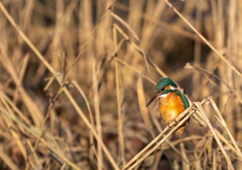 alcedo atthis martin pecheur d europe femelle alcedo atthis martin pecheur d europe femelle