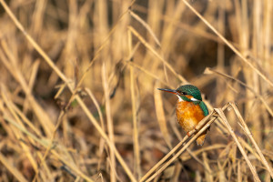 alcedo atthis martin pecheur d europe femelle alcedo atthis martin pecheur d europe femelle