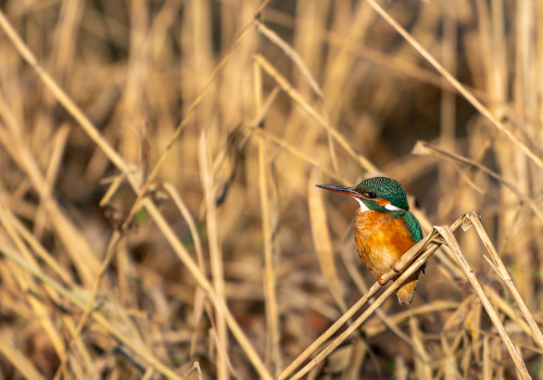 alcedo atthis martin pecheur d europe femelle alcedo atthis martin pecheur d europe femelle