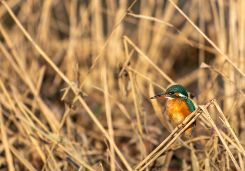 alcedo atthis martin pecheur d europe femelle alcedo atthis martin pecheur d europe femelle