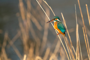 alcedo atthis martin pecheur d europe femelle alcedo atthis martin pecheur d europe femelle