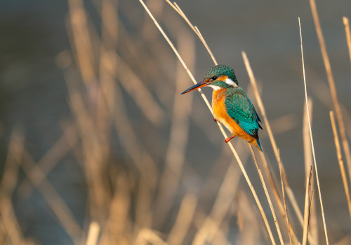 alcedo atthis martin pecheur d europe femelle alcedo atthis martin pecheur d europe femelle