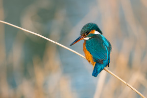 alcedo atthis martin pecheur d europe femelle alcedo atthis martin pecheur d europe femelle