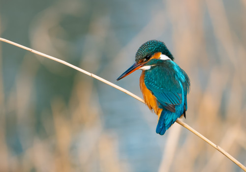 alcedo atthis martin pecheur d europe femelle alcedo atthis martin pecheur d europe femelle