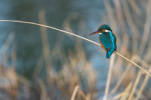 alcedo atthis martin pecheur d europe femelle alcedo atthis martin pecheur d europe femelle