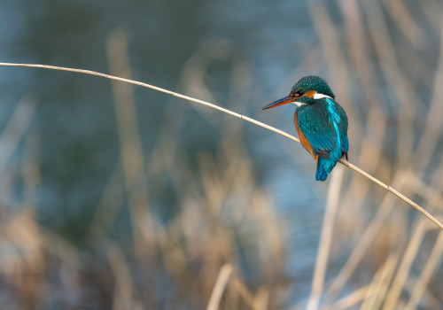 alcedo atthis martin pecheur d europe femelle alcedo atthis martin pecheur d europe femelle