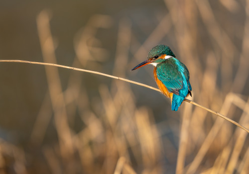 alcedo atthis martin pecheur d europe femelle alcedo atthis martin pecheur d europe femelle