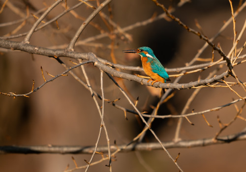 alcedo atthis martin pecheur d europe male alcedo atthis martin pecheur d europe male