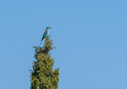 coracias garrulus   rollier d europe 10