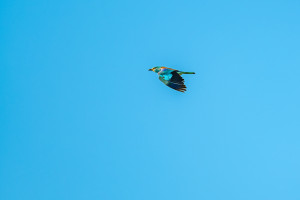 coracias garrulus rollier d europe coracias garrulus rollier d europe