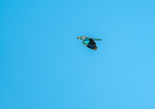 coracias garrulus   rollier d europe