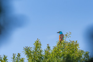 coracias garrulus rollier d europe coracias garrulus rollier d europe