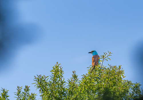 coracias garrulus   rollier d europe