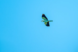 coracias garrulus rollier d europe coracias garrulus rollier d europe