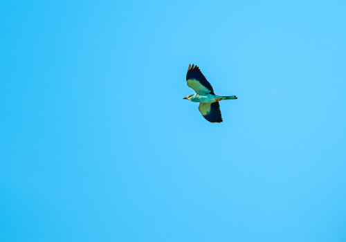 coracias garrulus   rollier d europe