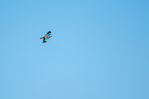 coracias garrulus rollier d europe coracias garrulus rollier d europe