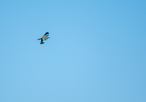 coracias garrulus   rollier d europe