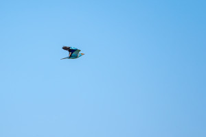 coracias garrulus rollier d europe coracias garrulus rollier d europe