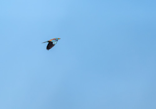 coracias garrulus   rollier d europe