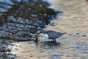 cinclus cinclus le cincle plongeur cinclus cinclus le cincle plongeur