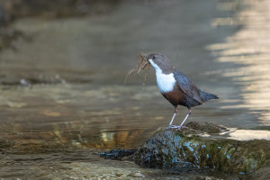 cinclus cinclus le cincle plongeur cinclus cinclus le cincle plongeur