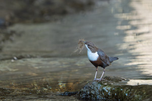 cinclus cinclus le cincle plongeur cinclus cinclus le cincle plongeur