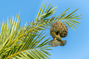 ploceus cucullatus tisserin gendarme ploceus cucullatus tisserin gendarme