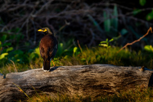 acridotheres tristis martin triste acridotheres tristis martin triste