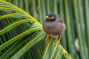acridotheres tristis martin triste acridotheres tristis martin triste