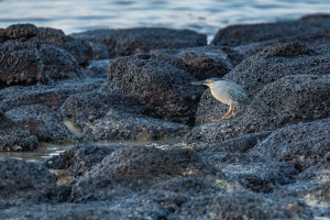 butorides striata le heron strie butorides striata le heron strie